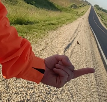 bird getting the bird